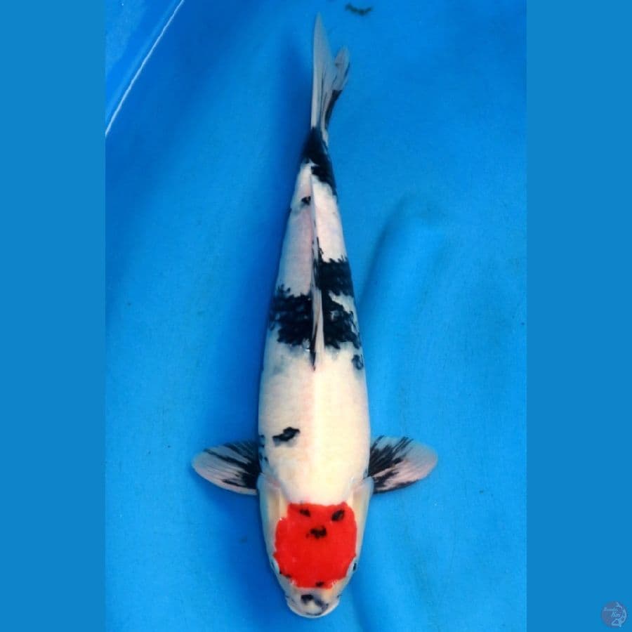 JUMBO TANCHO SHOWA 40CM