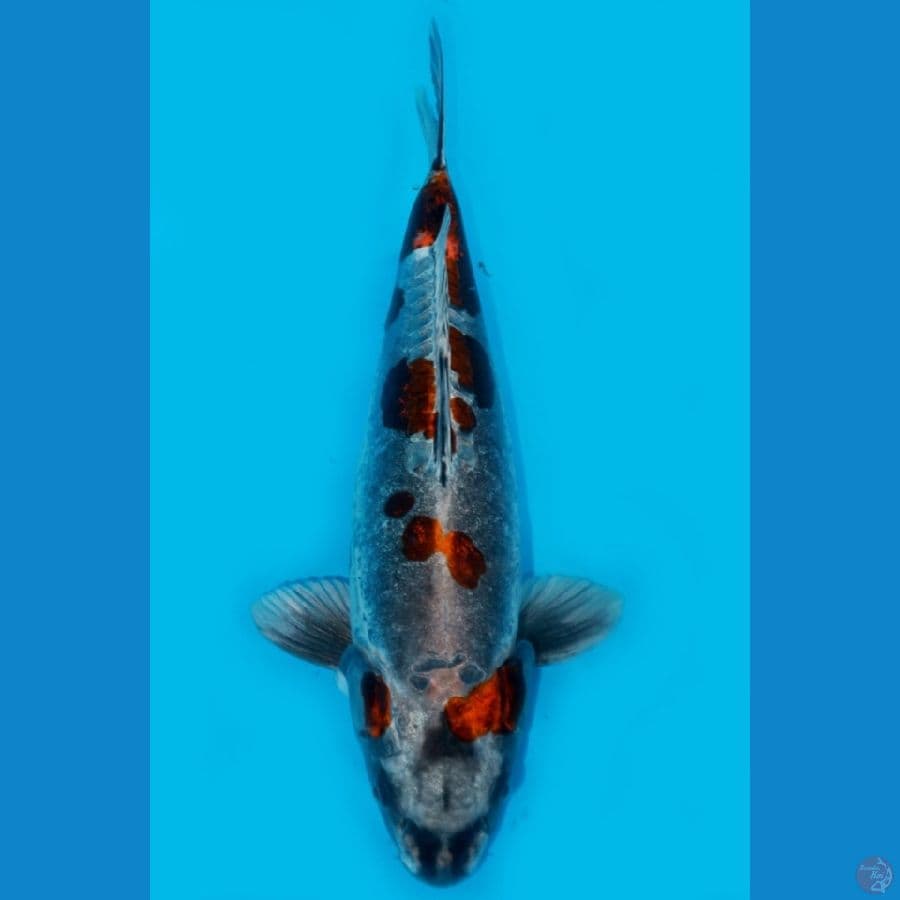 JUMBO SHOW QUALITY BENI KIKO 44CM