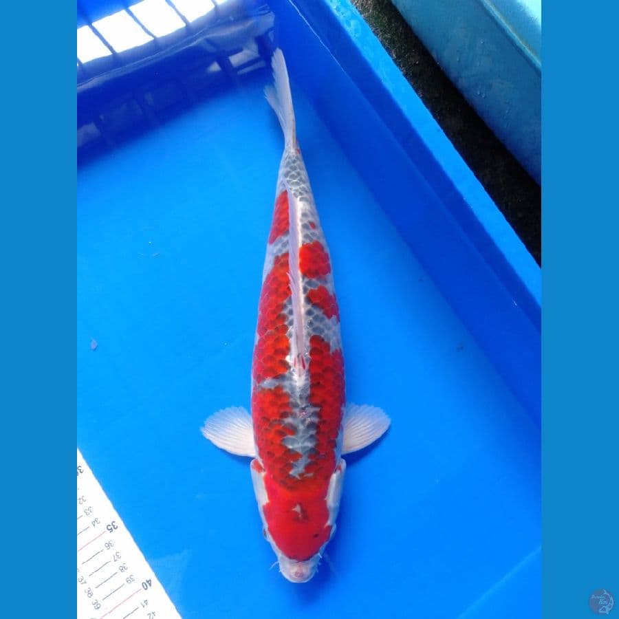 goshiki 42cm (male)