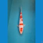 KOHAKU GINRIN SQ
