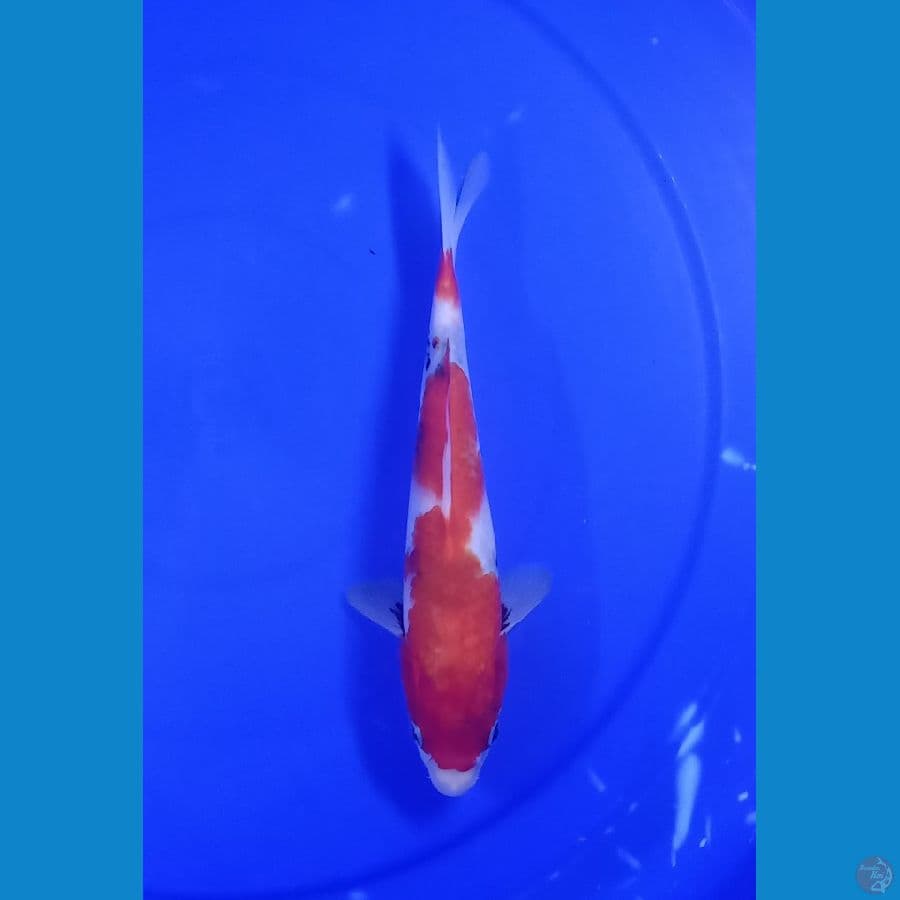 SHOWA 25CM