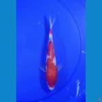 SHOWA 25CM