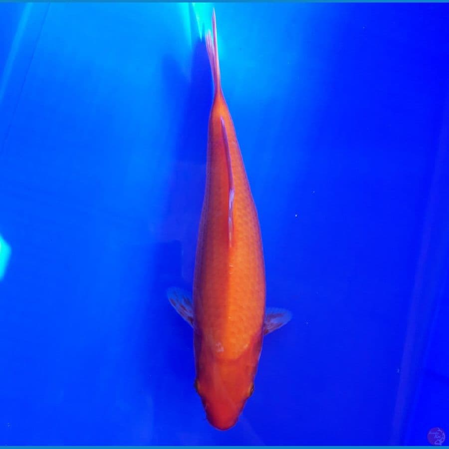Benigoi Jantan Punuk 30cm