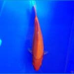 Benigoi Jantan Punuk 30cm