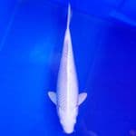 Platinum Bulky 30cm
