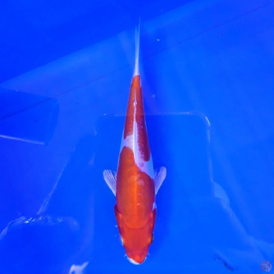 Kikusui 12cm