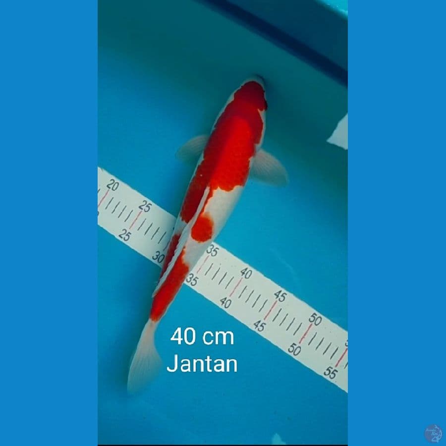 Red strong kohaku 40 bu