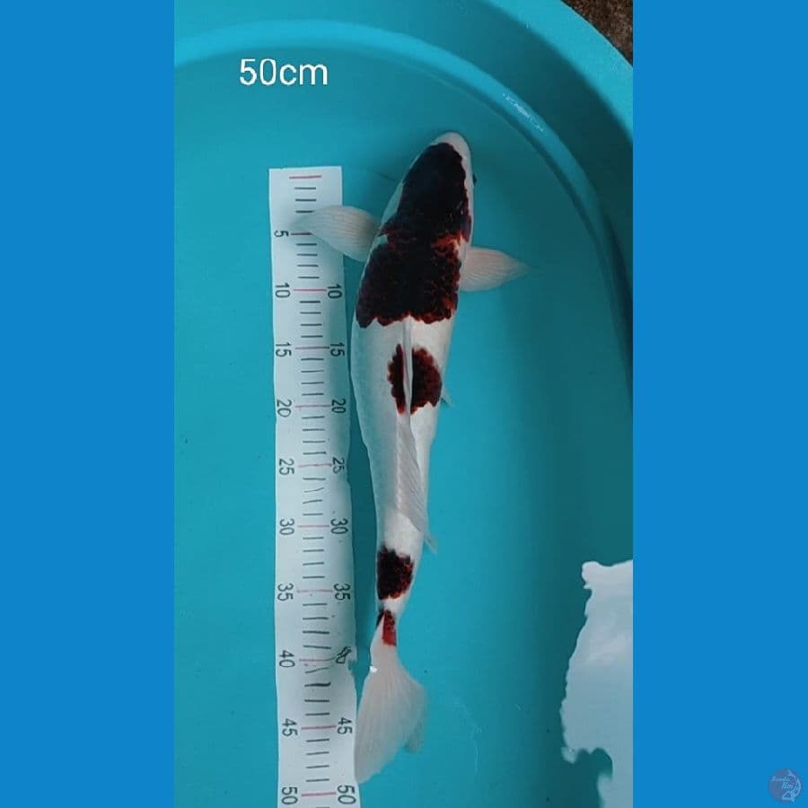 jumbo Koromo 50 cm Pejantan