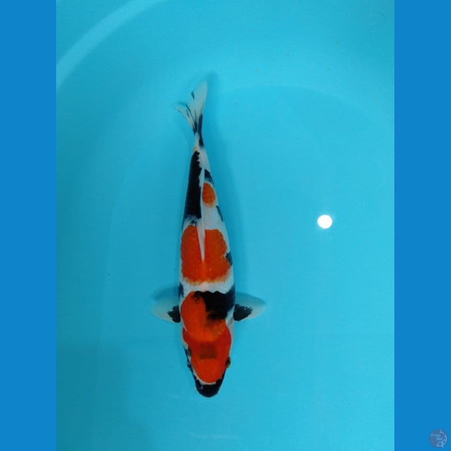 showa 30 cm (female)