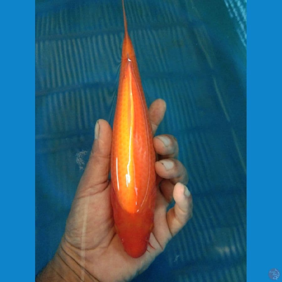 Benigoi 22cm