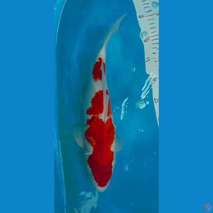 Kohaku Red strong 40 bu