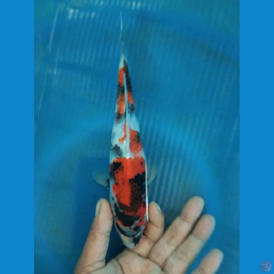sowa size 21cm 