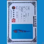 Shinoda Kindai Showa 18cm