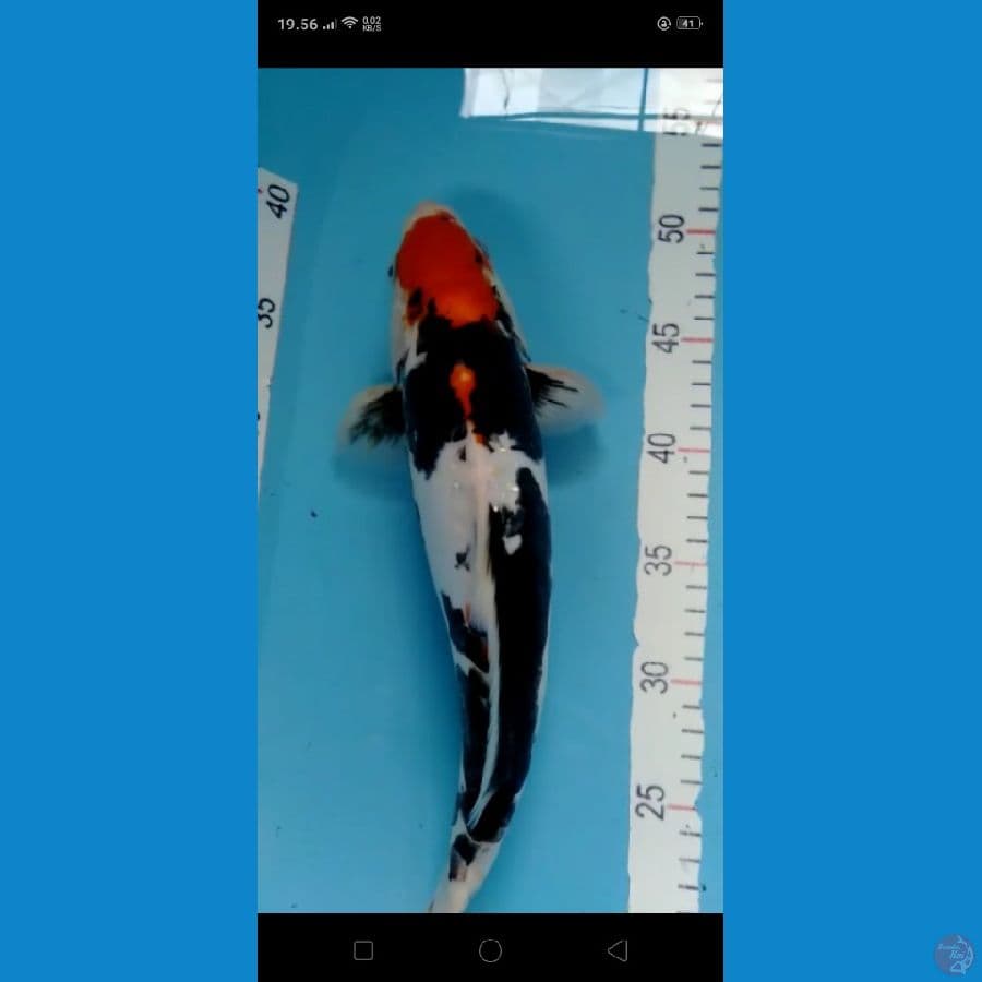 Tancho Benikumon M 36cm