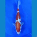 kohaku doitsu 30 Cm