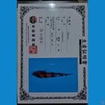 shinoda showa sz 18cm