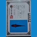 shinoda showa sz 16cm