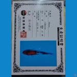 shinoda showa sz 14cm