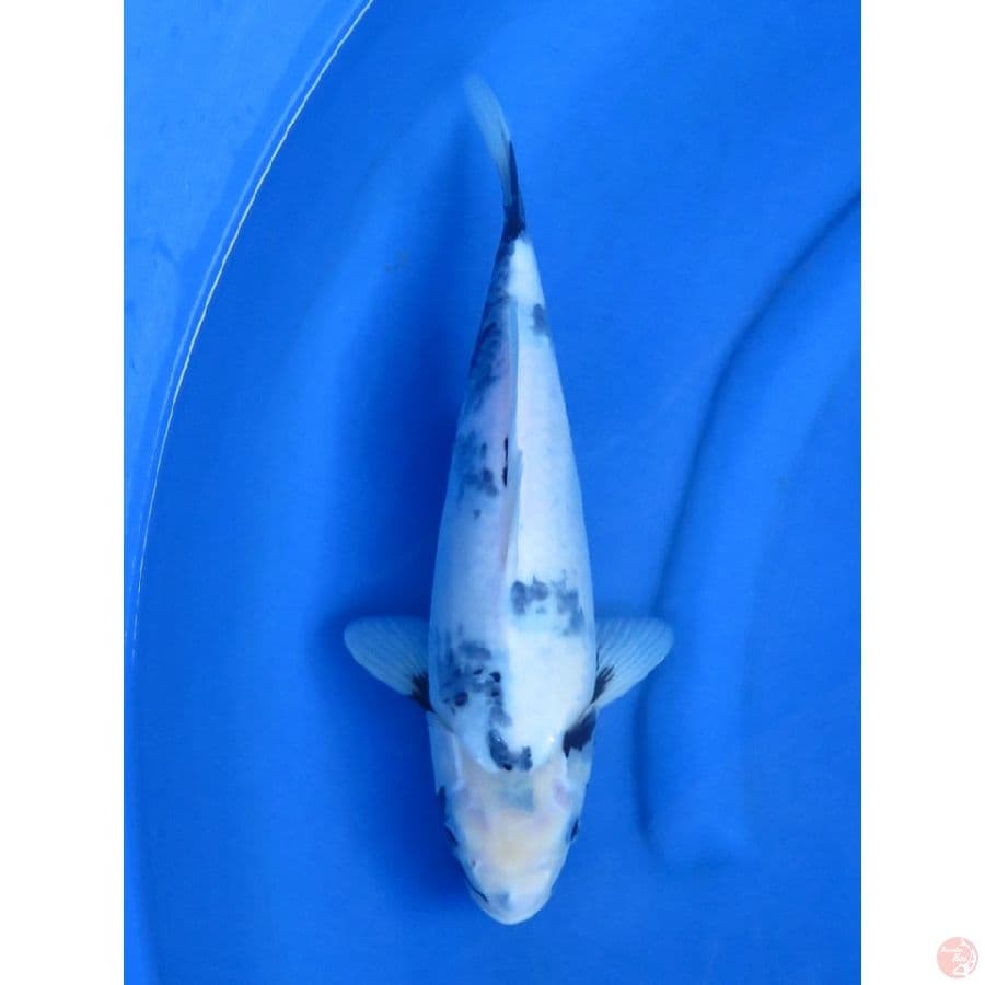 34cm , Shiro F1 