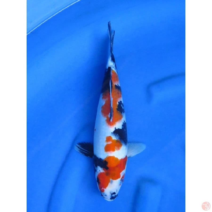 33cm , Showa Tategoi