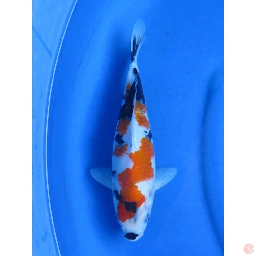 28cm , Showa Tategoi