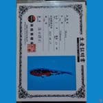 shinoda showa sz 17cm