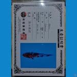 shinoda showa sz 17cm