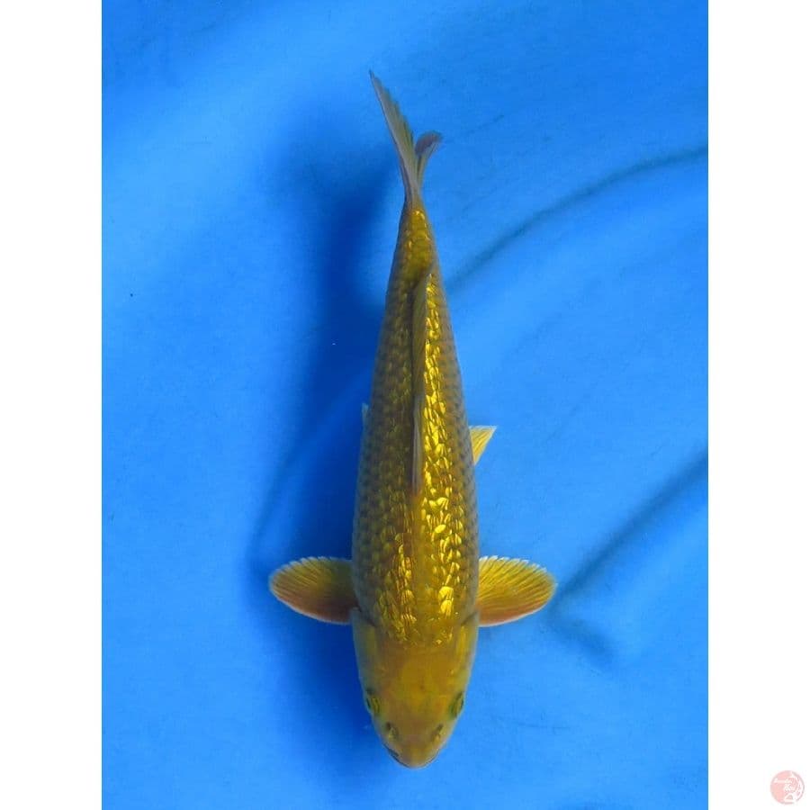 30cm , Midorigoi Bersih , Jantan