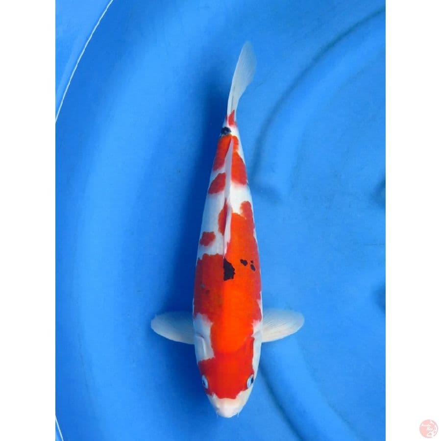 30cm , Sanke Jantan