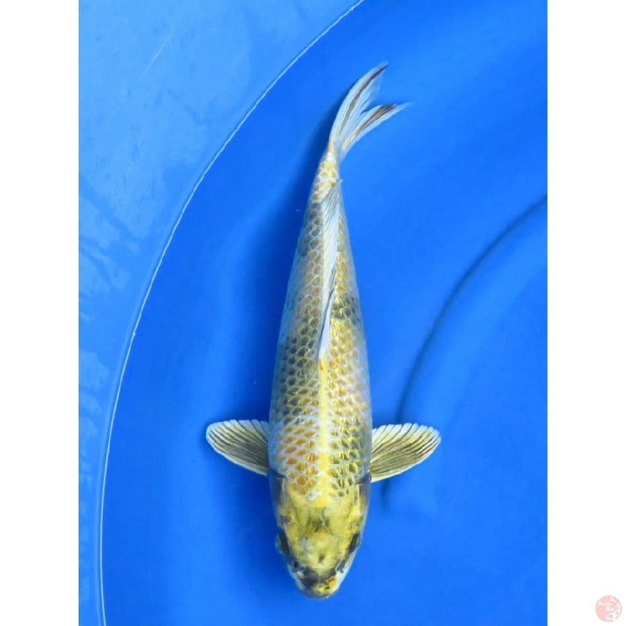 40cm , Kin Ki Utsuri Bakat Jumbo