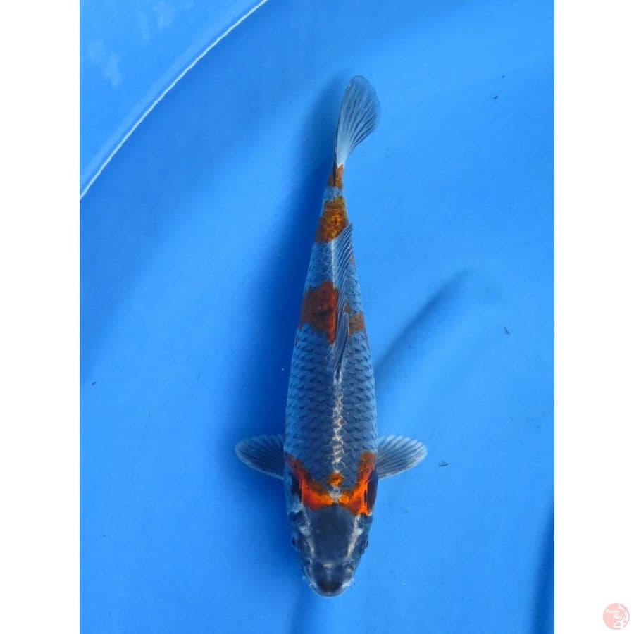37cm , Kogane Ochiba 
