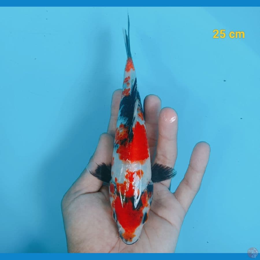 showa 25 cm