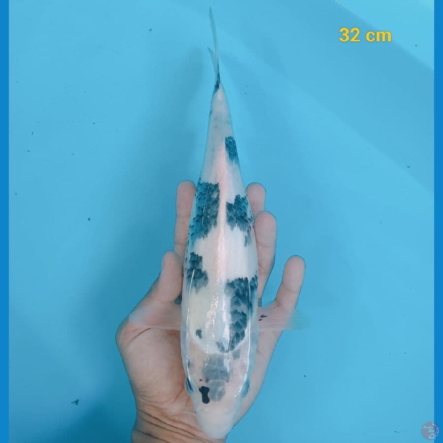 Shiro 32 cm