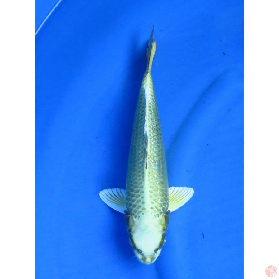 34cm , Mukashi Ogon