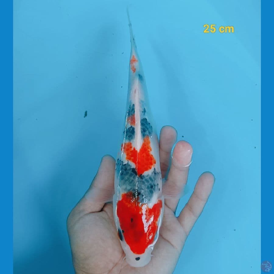 Showa 25 cm