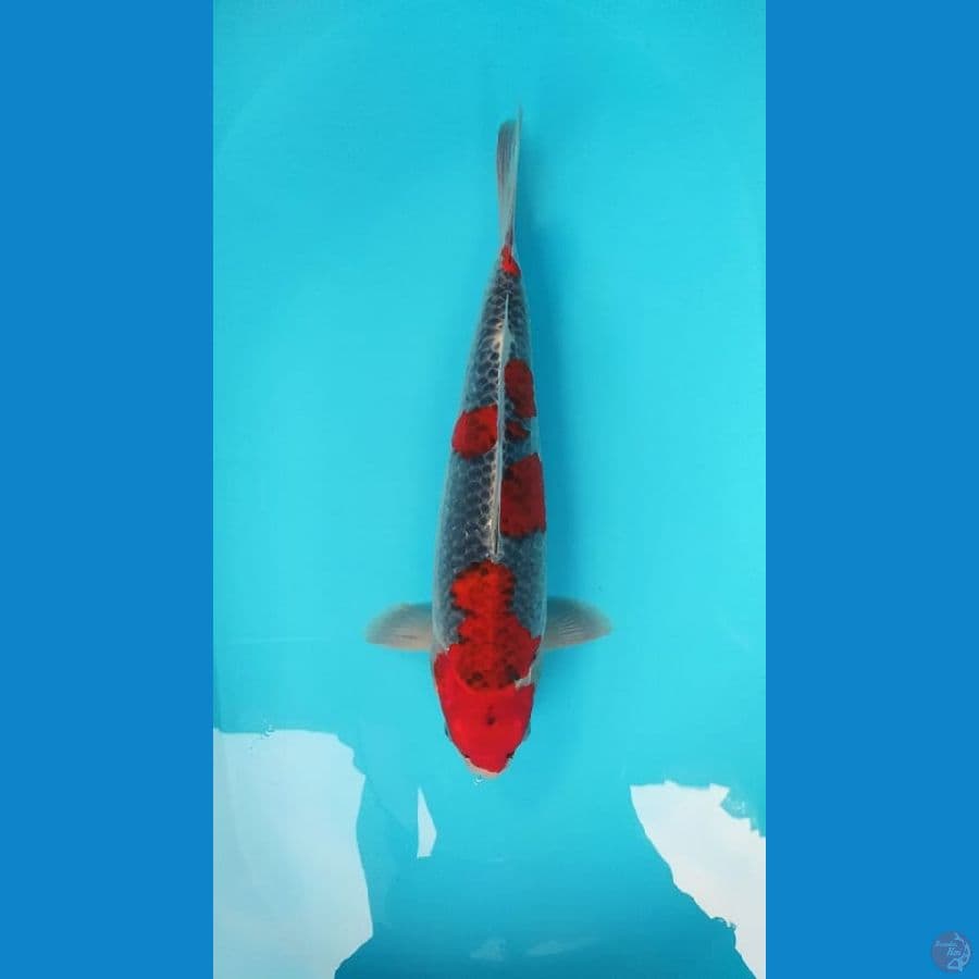 Ghosiki Male 40cm