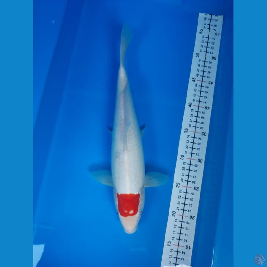 tancho F 35 cm