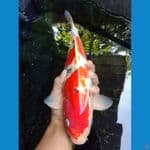 Sanke 35 cm