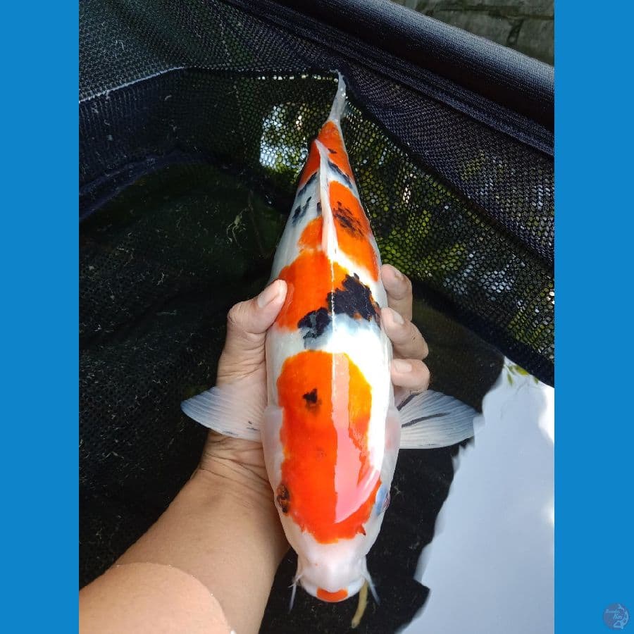 Sanke 37 cm