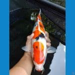 Sanke 37 cm