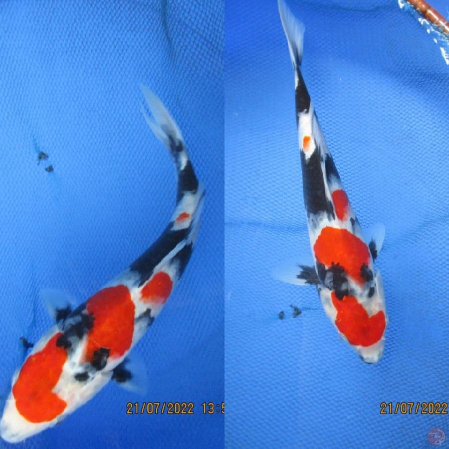 KRISNHA NISHIKIGOI