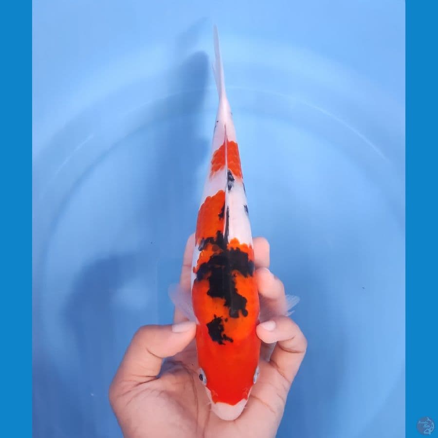 SANKE 24CM - FEEMALE