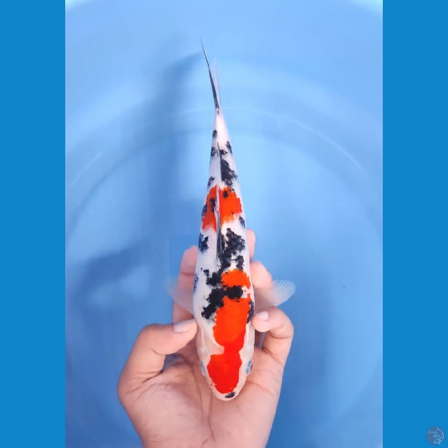 SANKE 23 CM - MALE 