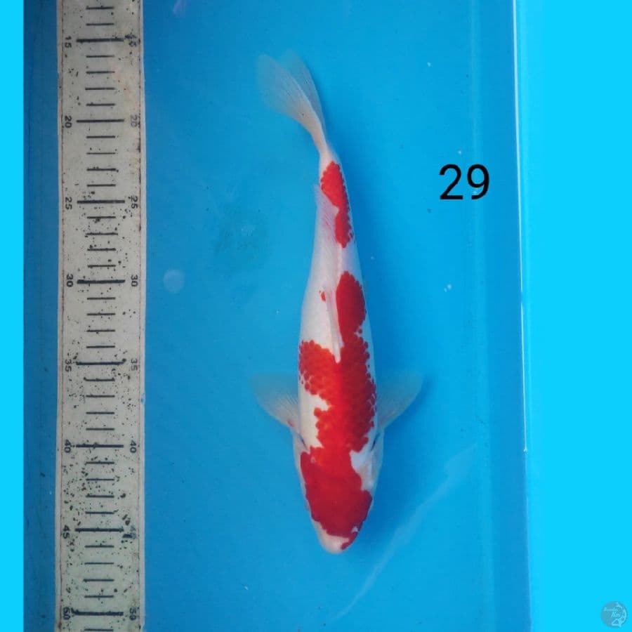 kohaku 29cm