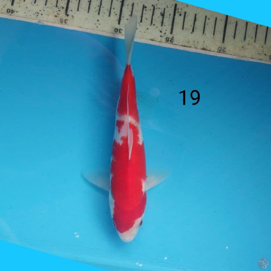 kohaku 19cm
