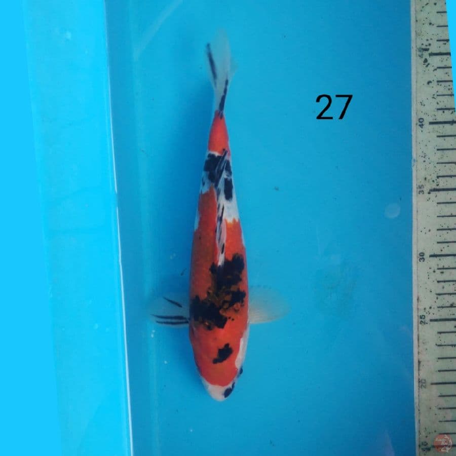 sanke 27cm
