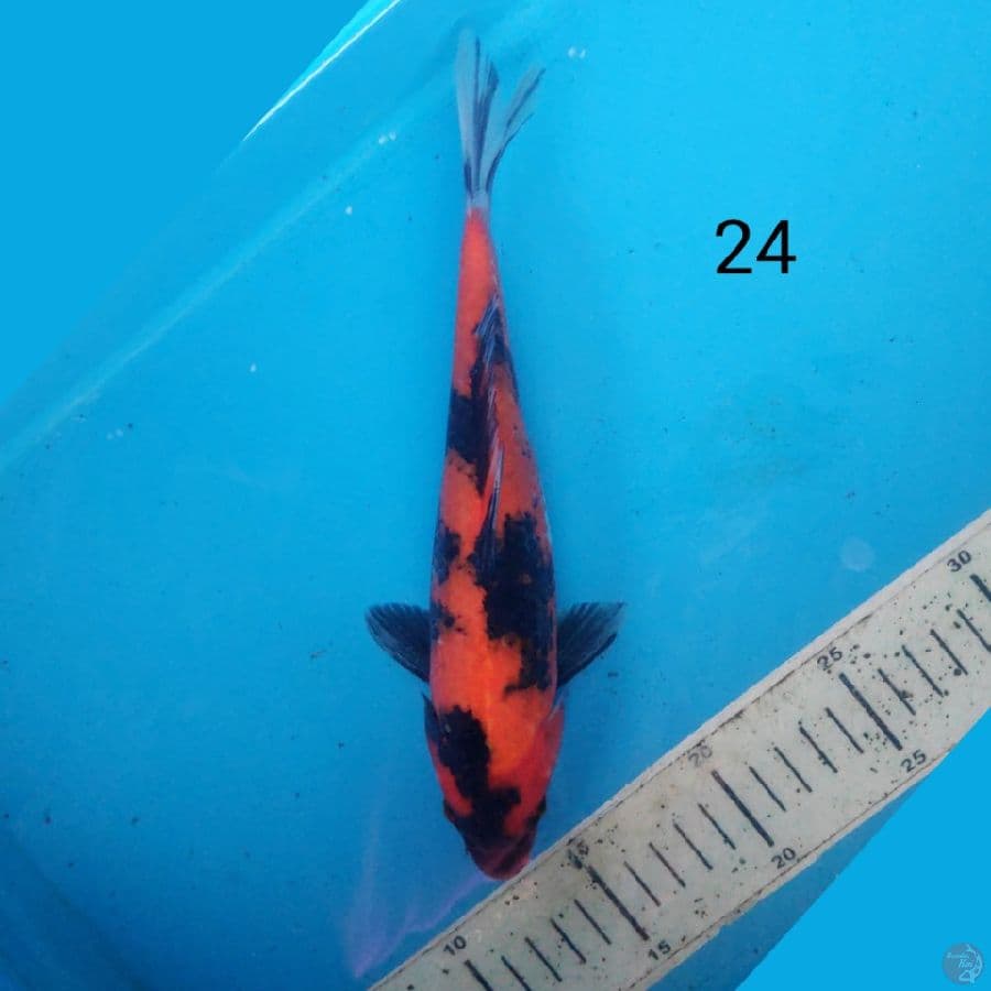 hi showa 24cm