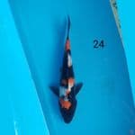 showa 24cm