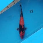 showa 22cm