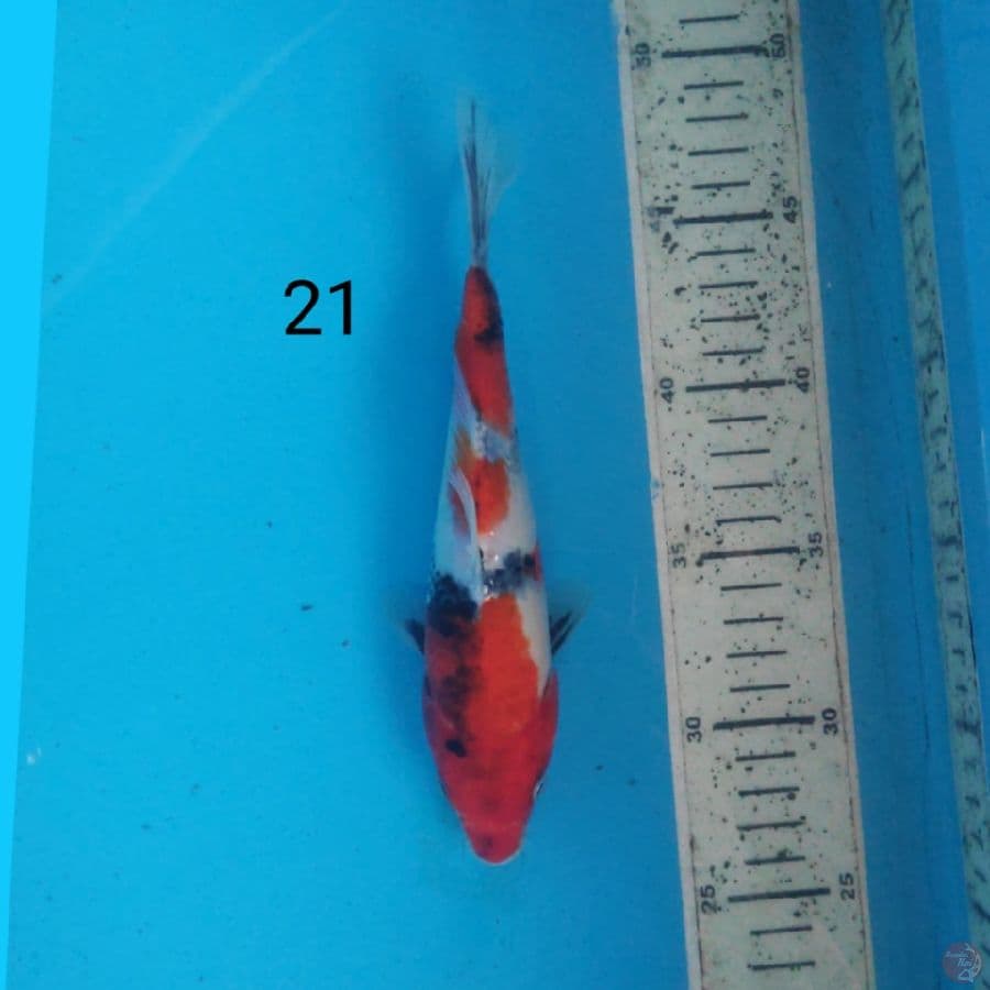 showa 21cm